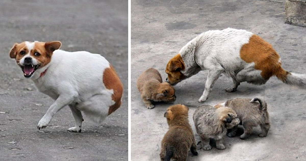 Dog