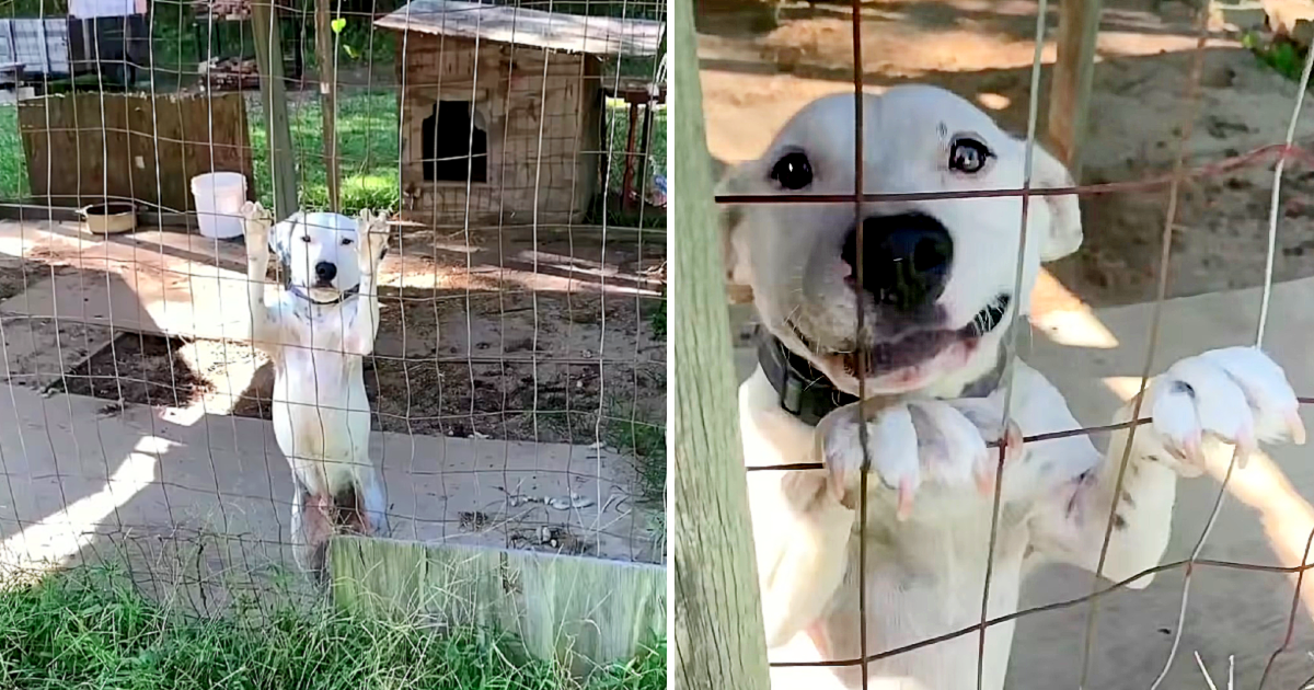 Dog Seeks Attention, Wags Tail in Hope Someone Will Set Him Free