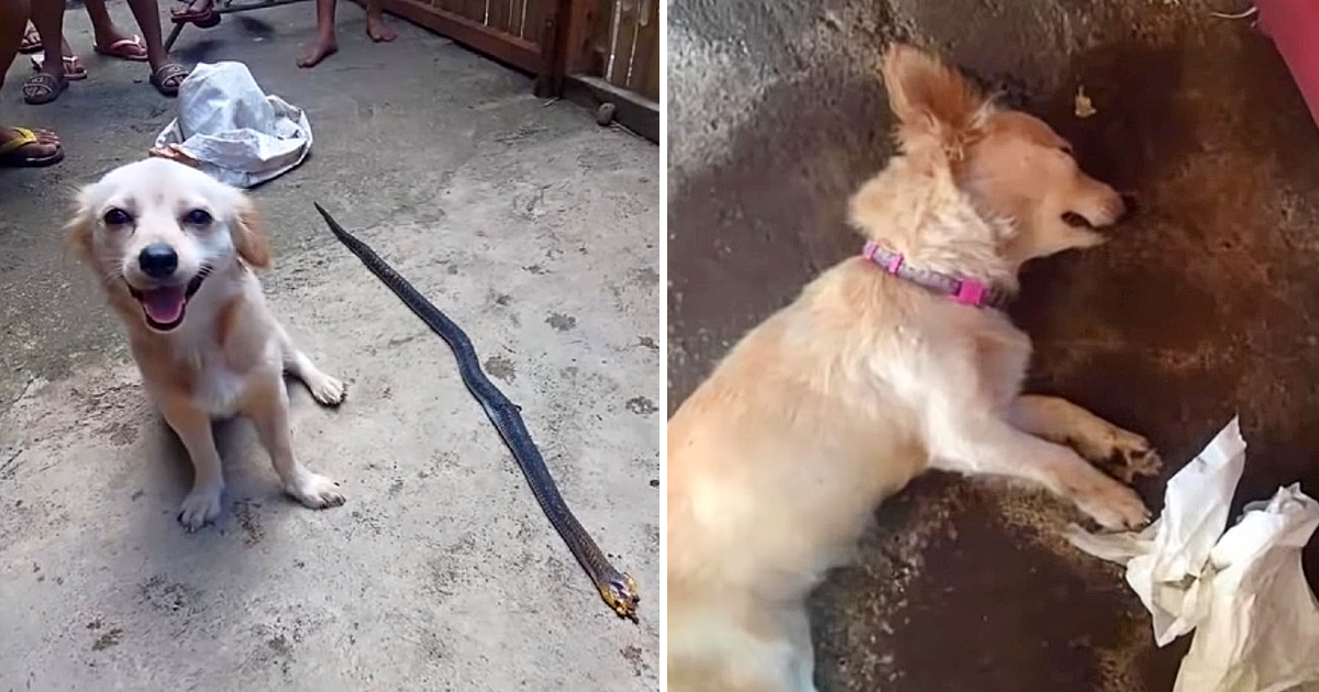 Dog