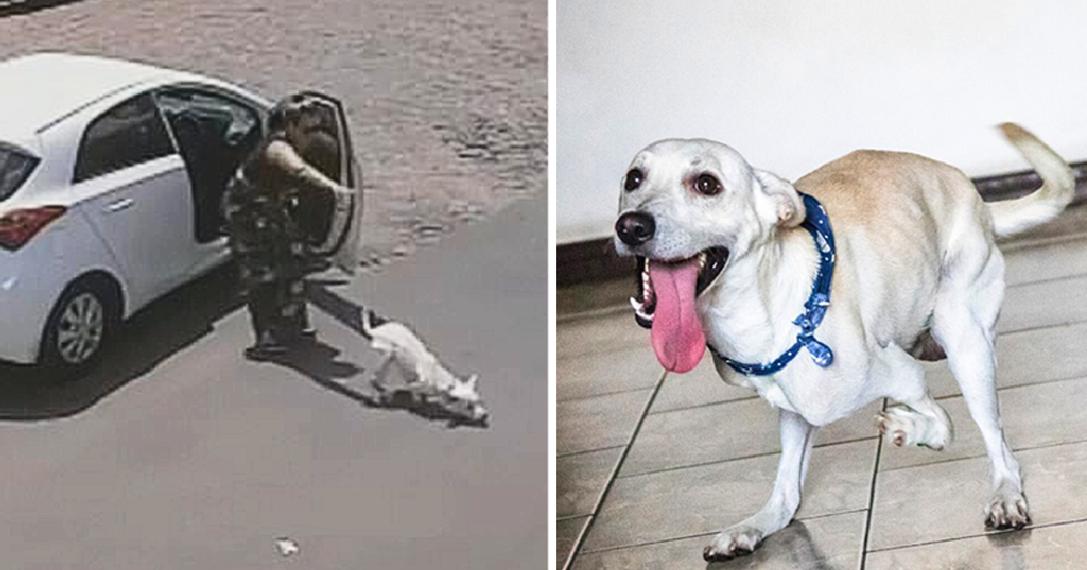 Dog