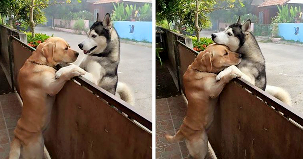 husky