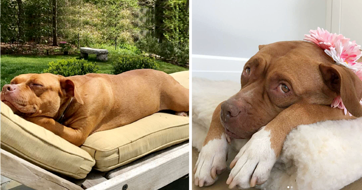 Pit Bull