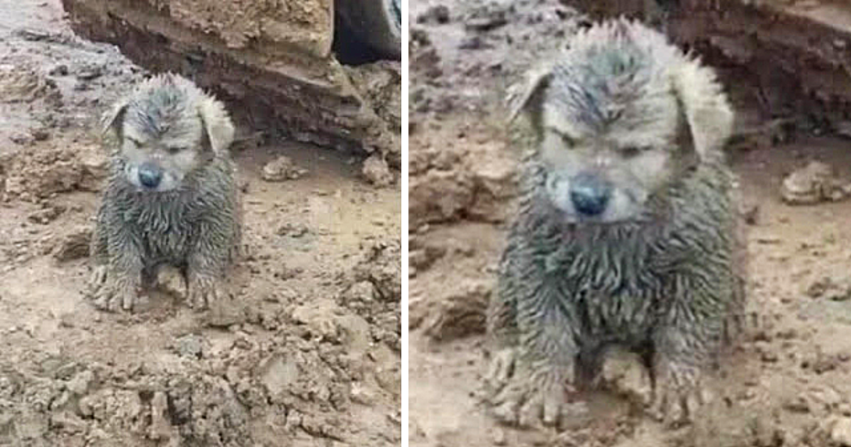A Muddy Puppy Found on a Construction Site Turns Out to Be a Golden Retriever