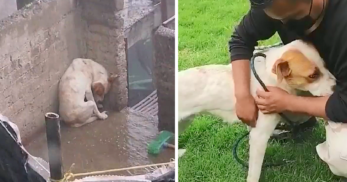 dog