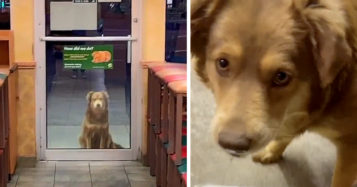 Dog