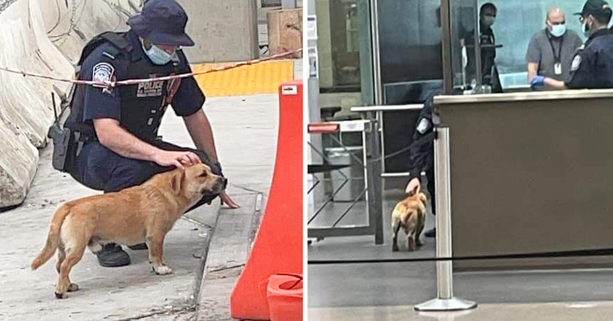 dog