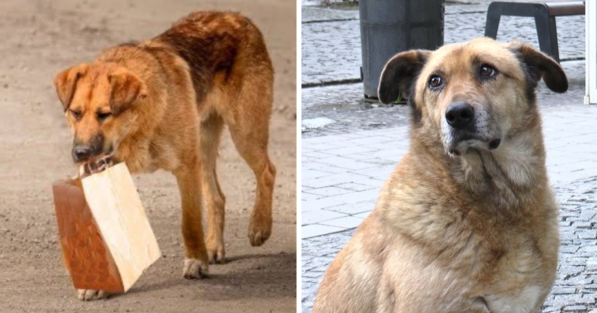 dog