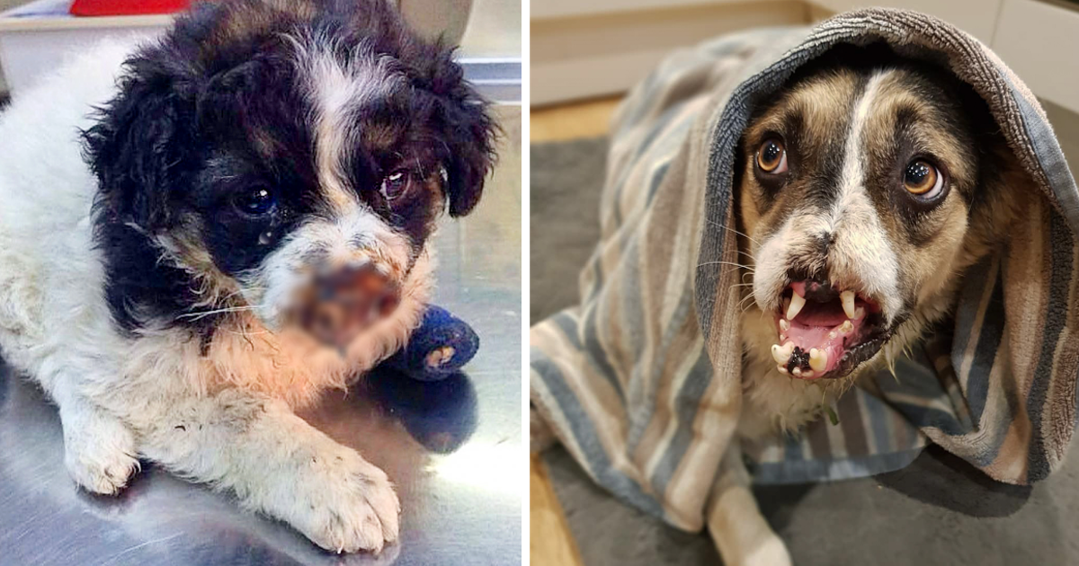 dog