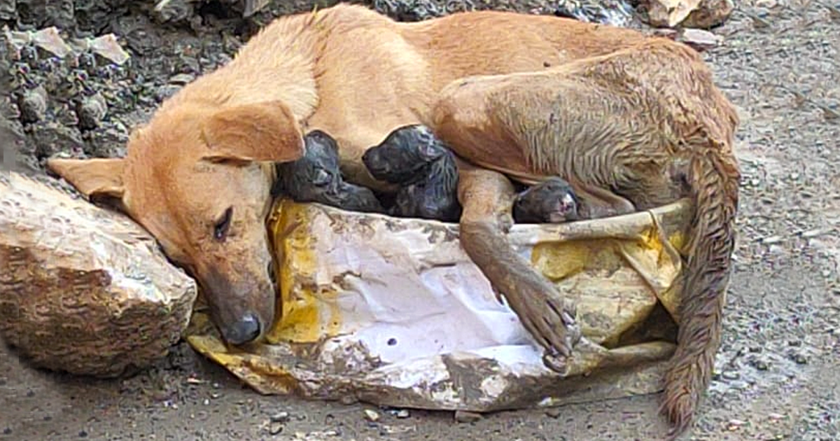 dog