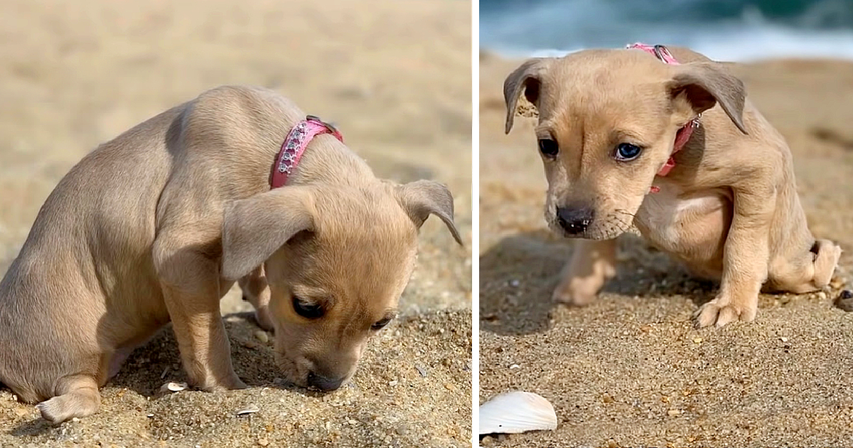 Puppy