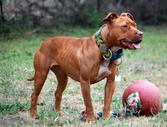 Pitbull