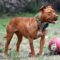 Pitbull